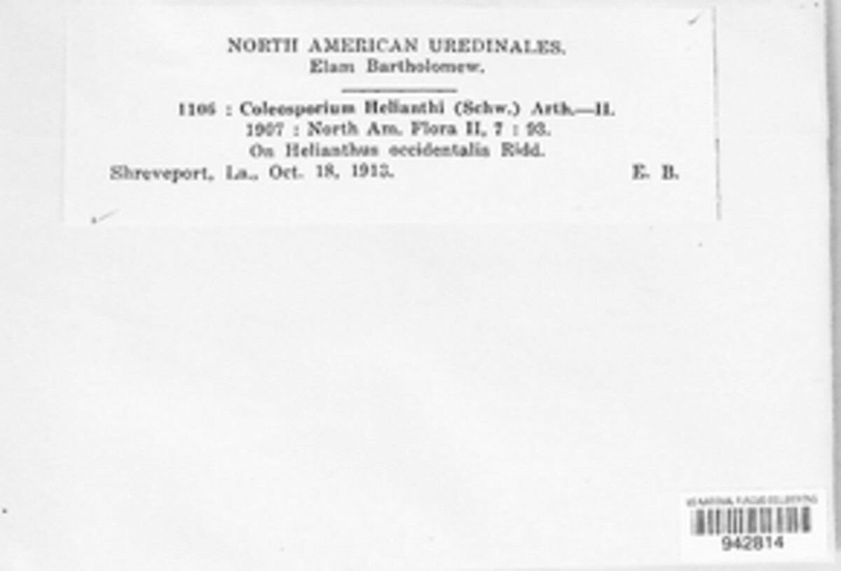 Coleosporium helianthi image